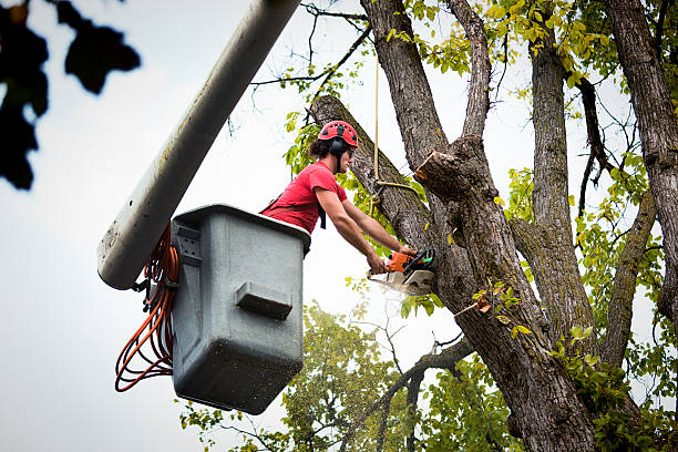 Best Tree Removal  in Middletown, DE